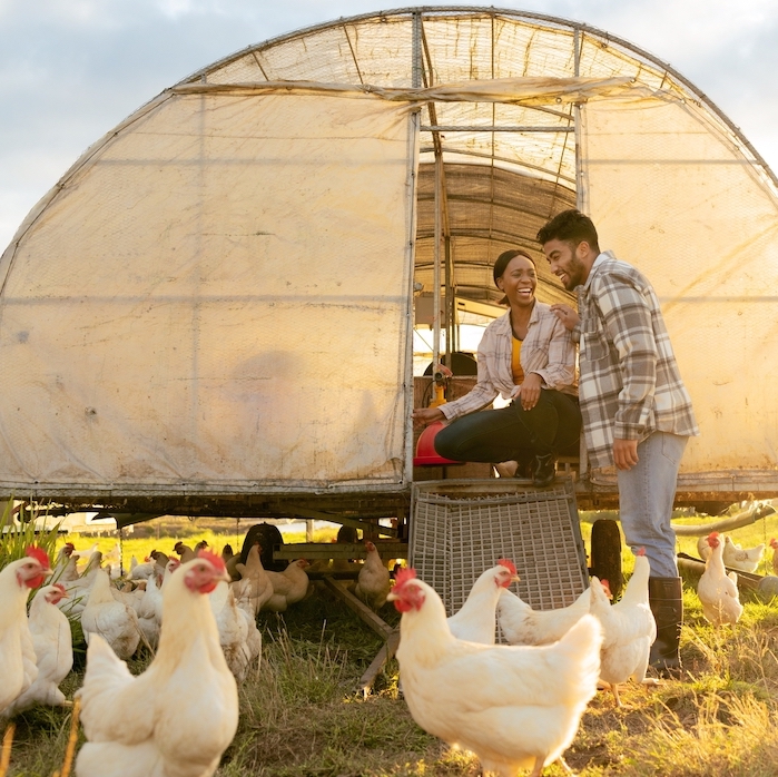 Farm, chicken and man and woman on agriculture field in the countryside for hen farming in summer. Poultry, farmer and farming multiracial couple on ranch for sustainable environmental harvest